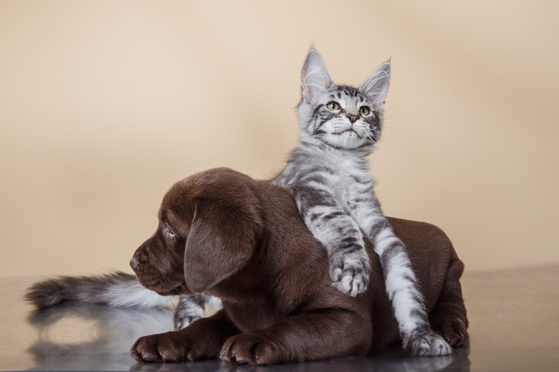 Puppy & Kitten