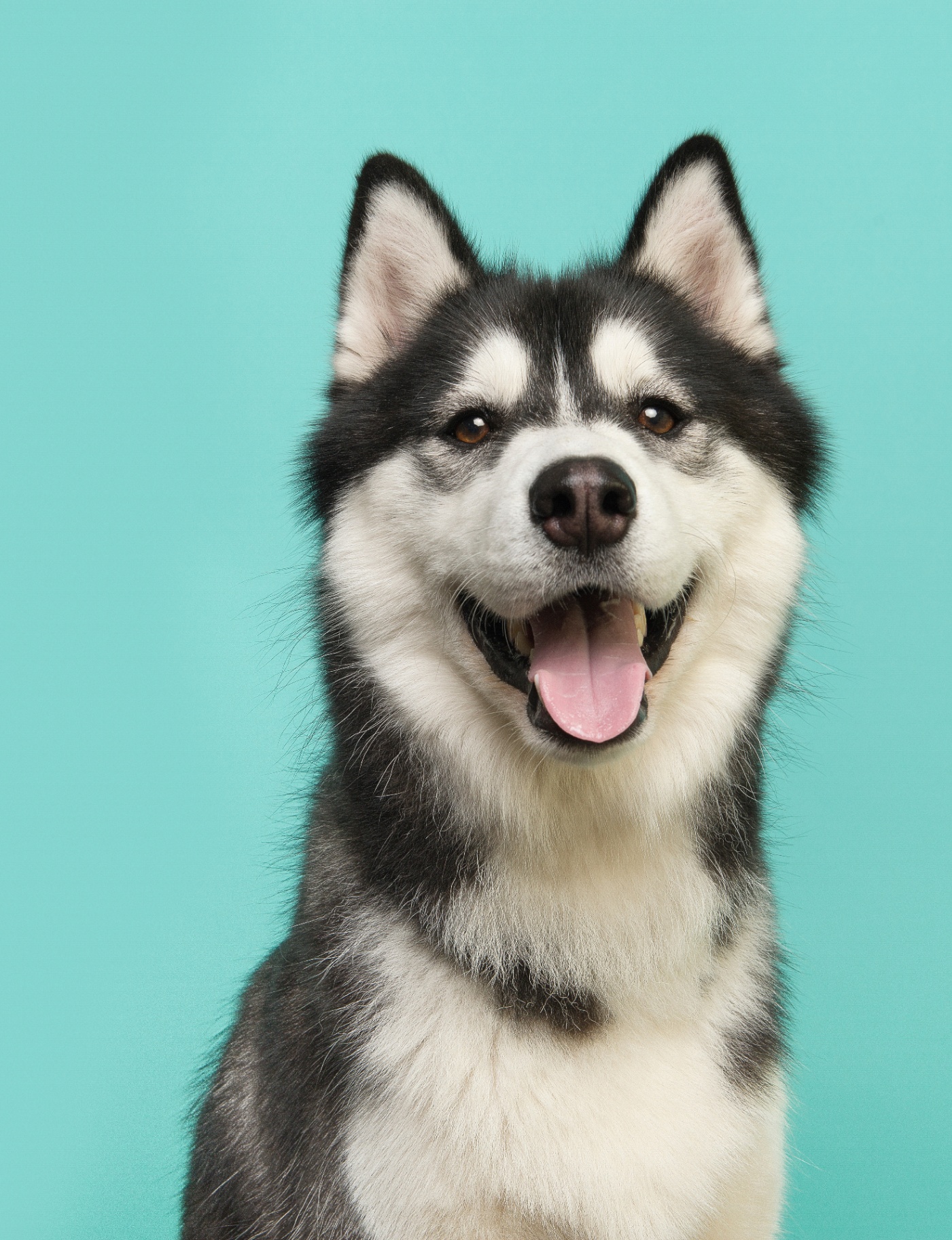 Dog Grooming