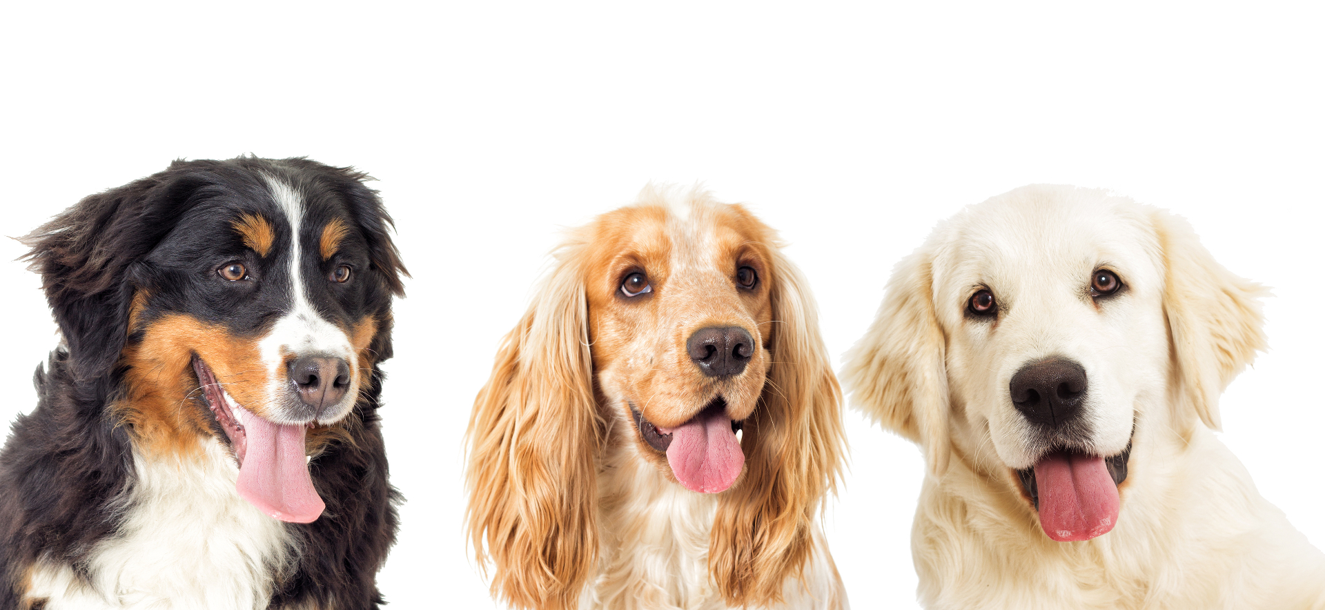 Three happy dogs after grooming