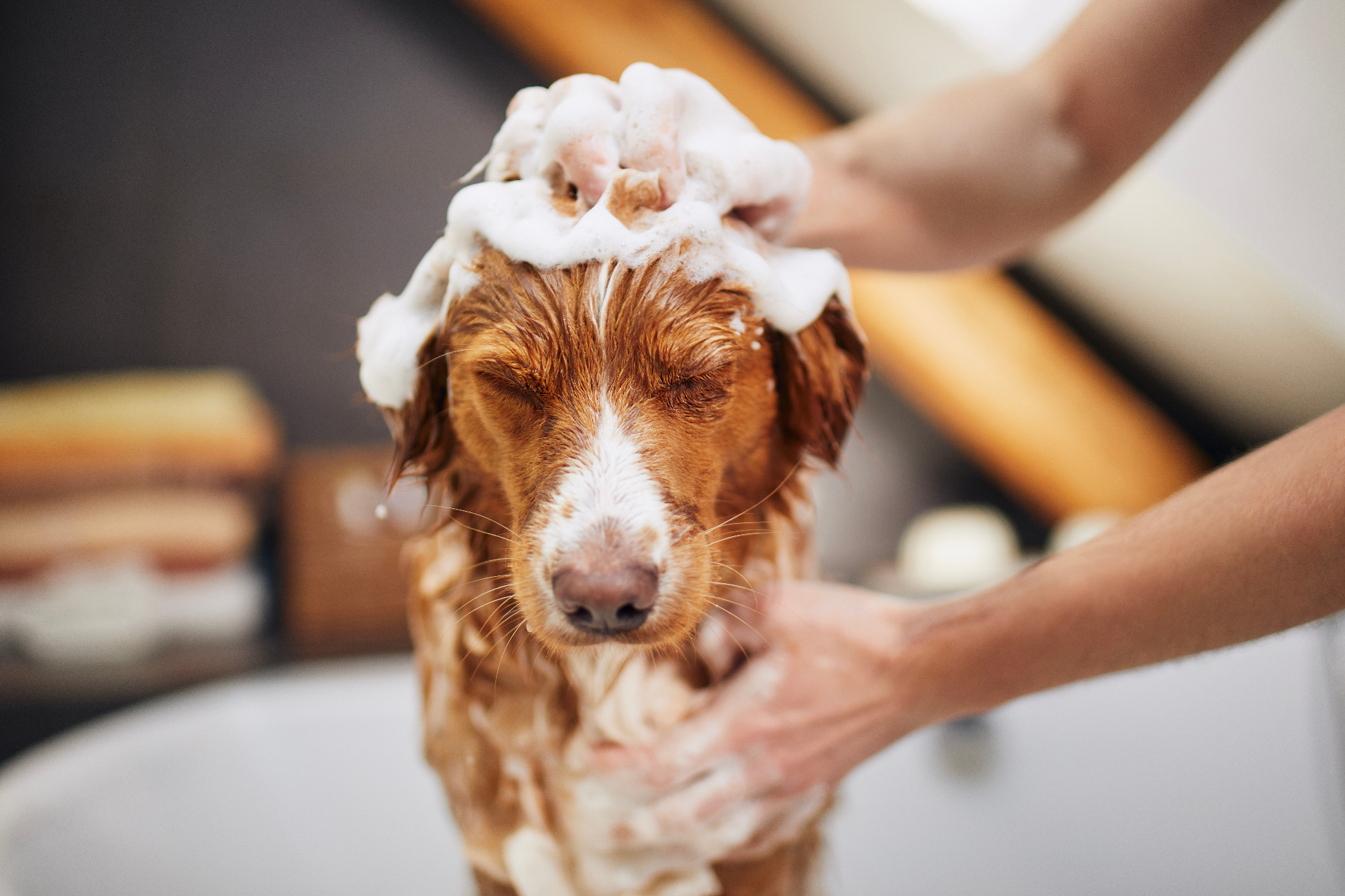 A dog at our salon
