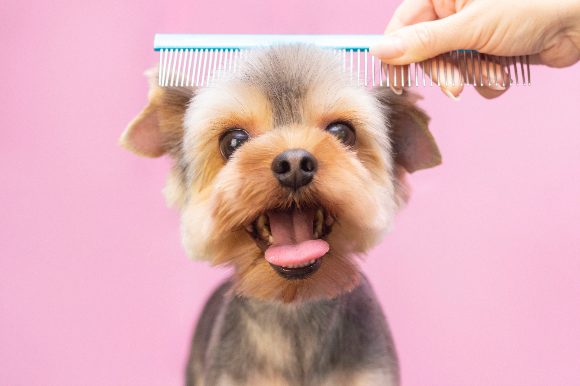 Puppy Grooming