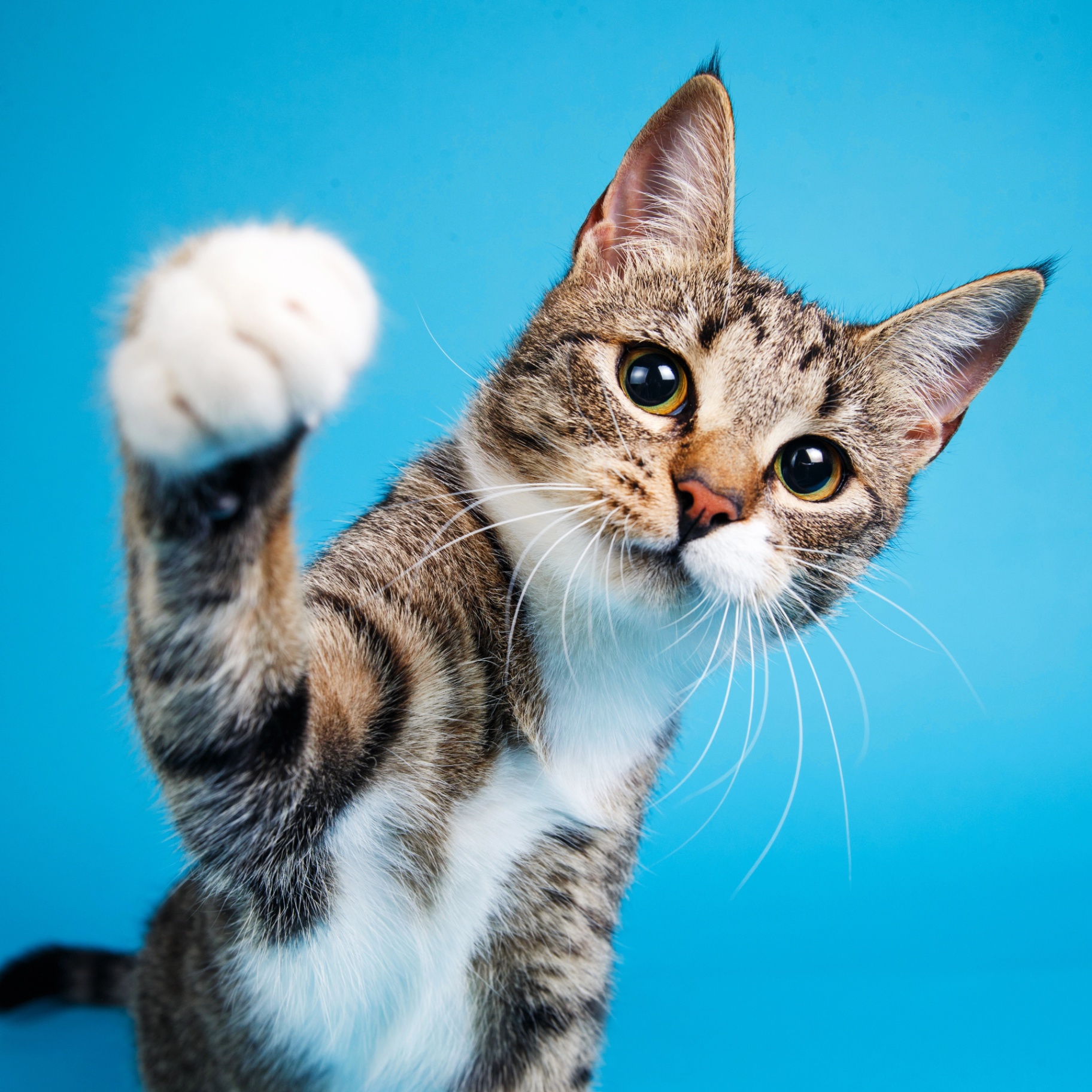 Cat Grooming
